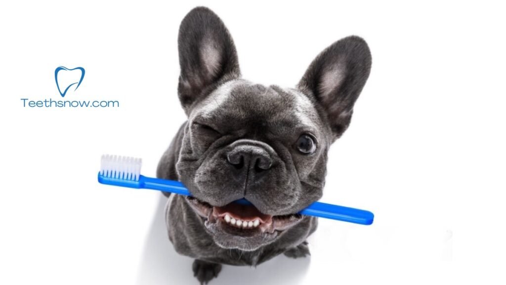 dog toothbrush
