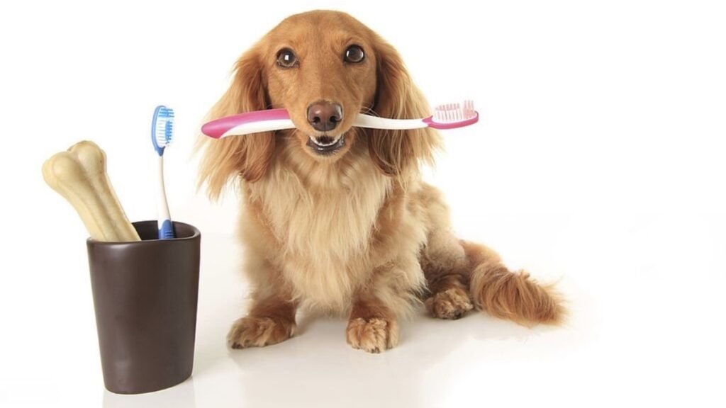 dog toothbrush