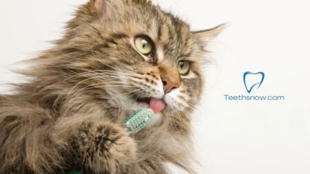 cat toothbrush