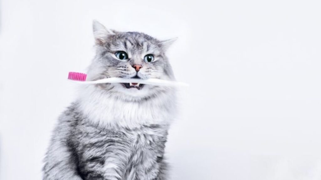 cat toothbrush
